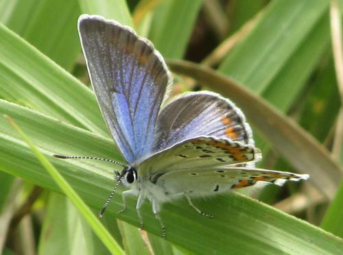 Plebejus argyrognomon